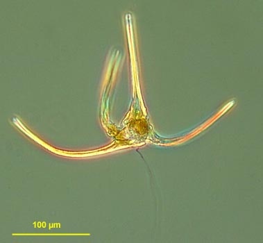 CCMP1770 | NCMA at Bigelow Laboratory